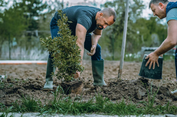 The Steps Involved in Our Tree Care Process in Surf City, NC